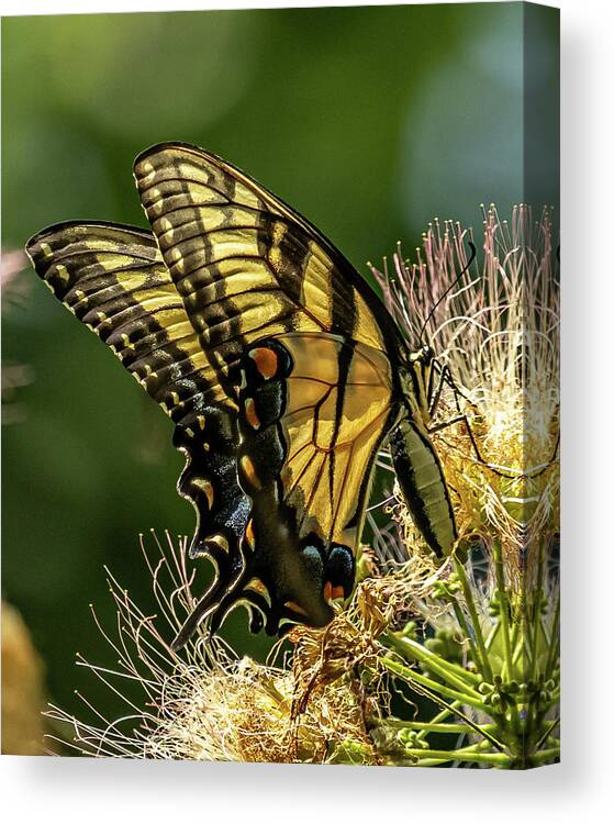 Eastern Tiger Swallowtail Butterfly Canvas Print featuring the photograph Butterfly Wings by Rick Nelson