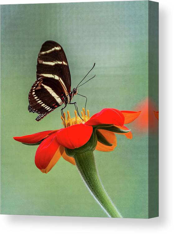 Butterfly Canvas Print featuring the photograph Butterfly Zebra Longwing on Zinnia by Patti Deters