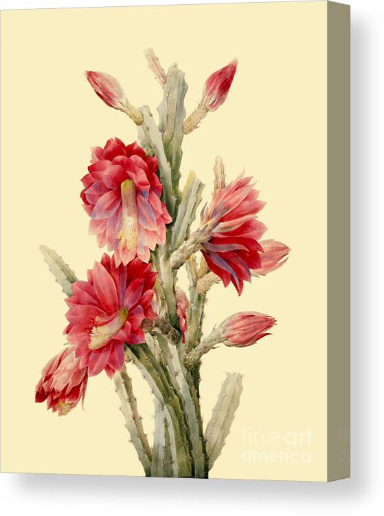 Cactus Canvas Print featuring the digital art Cactus with red flowers by Madame Memento