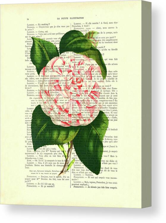 Camellia Japonica Canvas Print featuring the digital art Camellia japonica flower art by Madame Memento