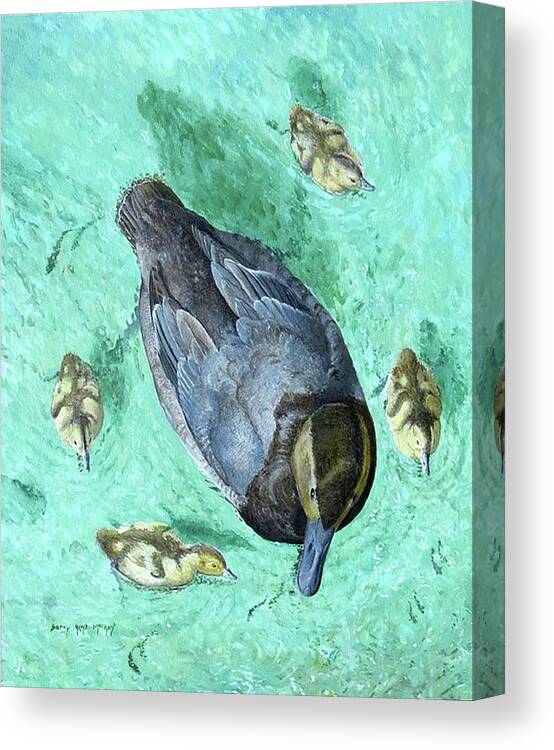 Canvasback Canvas Print featuring the painting Canvasback with Young by Barry Kent MacKay