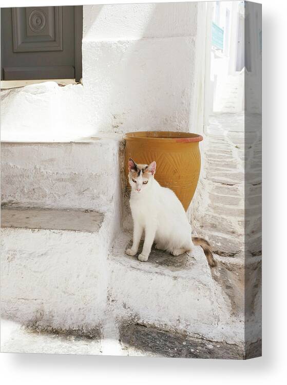 Cat Canvas Print featuring the photograph Cat and Gold Pot by Lupen Grainne