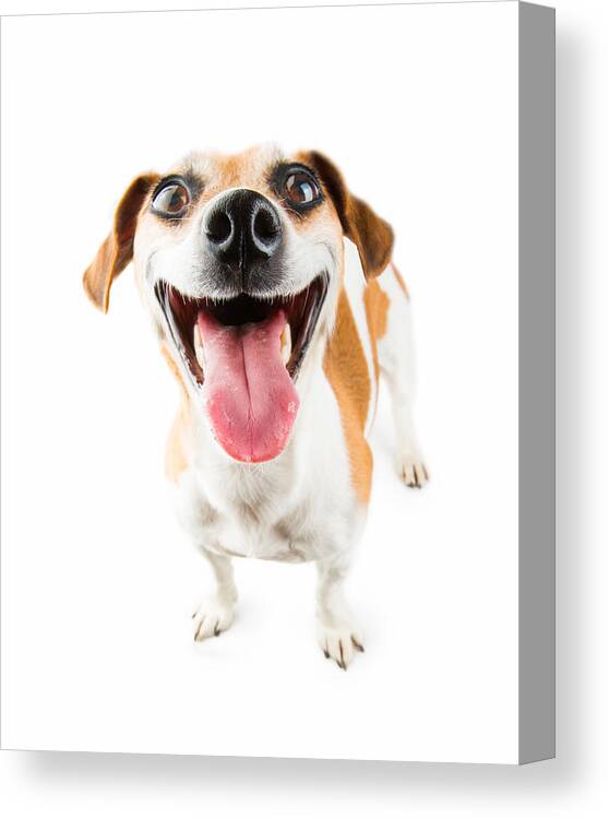 Pets Canvas Print featuring the photograph Cheerful Smiling Dog by Fly_dragonfly
