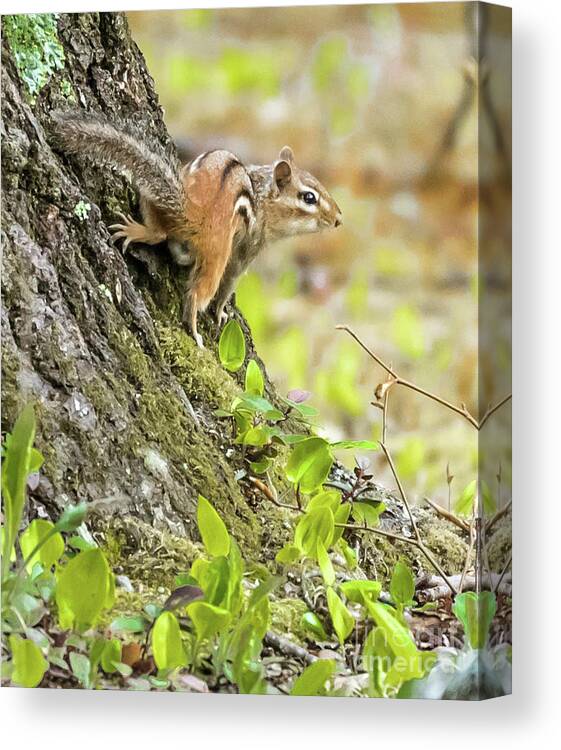 Chipmunk Canvas Print featuring the photograph Chipmunk by Marie Fortin