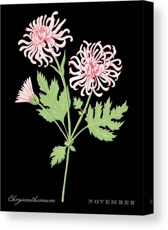 Daisy April Birth Month Flower Botanical Print on Black - Art by Jen  Montgomery Sticker by Jen Montgomery - Fine Art America
