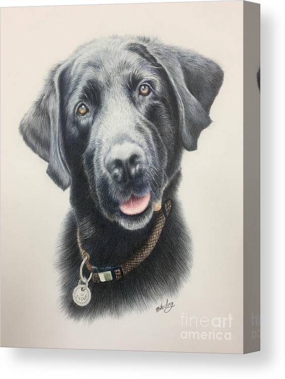 Dog Canvas Print featuring the drawing Chuck by Mike Ivey