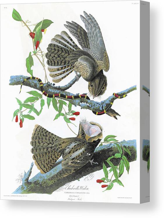 Chuck-will's Widow Canvas Print featuring the painting Chuck-will's Widow - Digital Remastered Edition by John James Audubon