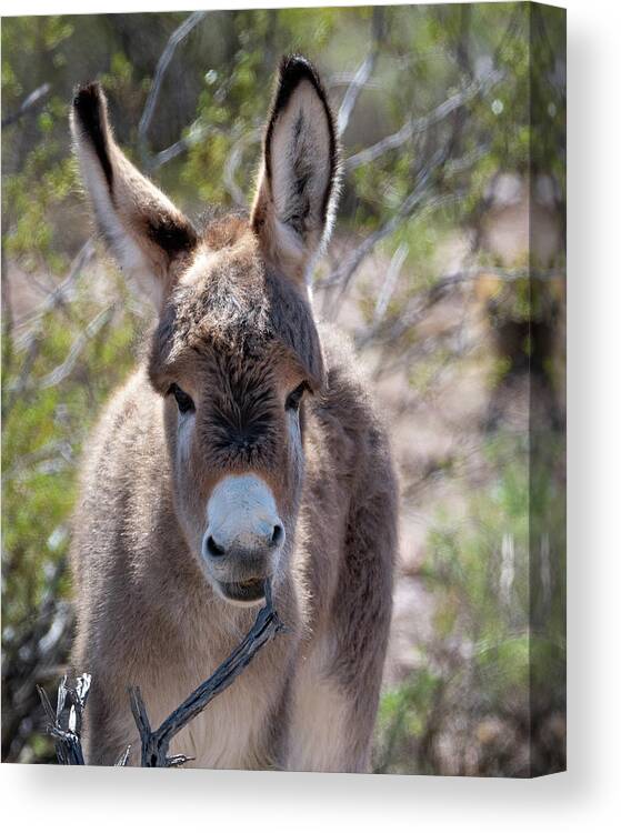Wild Burro Canvas Print featuring the photograph Clean those Teef by Mary Hone