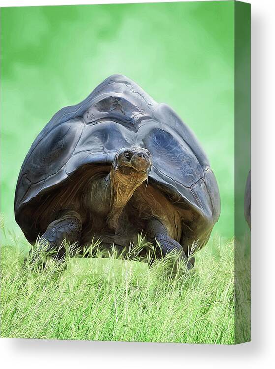 Tortoise Canvas Print featuring the digital art Coming Through  Eventually by Brad Barton