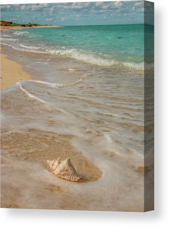 Conch Canvas Print featuring the photograph Conch Shell on Bush Key 3 by Kristia Adams