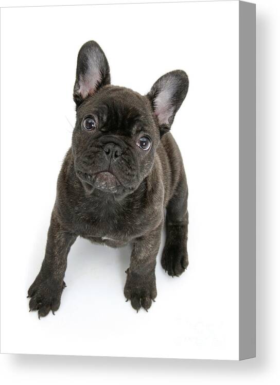 French Bulldog Canvas Print featuring the photograph Dark Brindle Frenchie by Warren Photographic