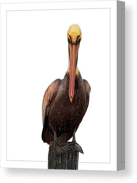 Pelican Canvas Print featuring the digital art Disapproving Pelican by Brad Barton