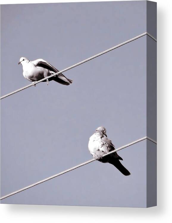 Affordable Canvas Print featuring the photograph Dove Duo - Eurasian Collared by Judy Kennedy