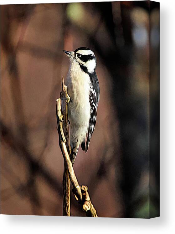 Downy Woodpecker Canvas Print featuring the photograph Downy Woodpecker on Branch by Jaki Miller