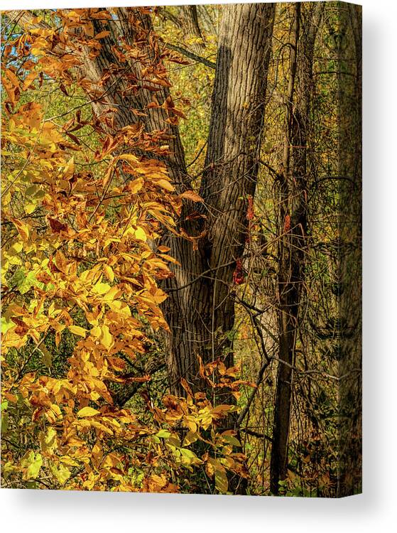 Beech Canvas Print featuring the photograph Dressed for Autumn by Rod Best