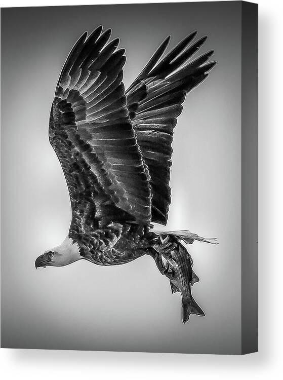 Eagle Canvas Print featuring the photograph Eagle Catch in Black and White by David Wagenblatt