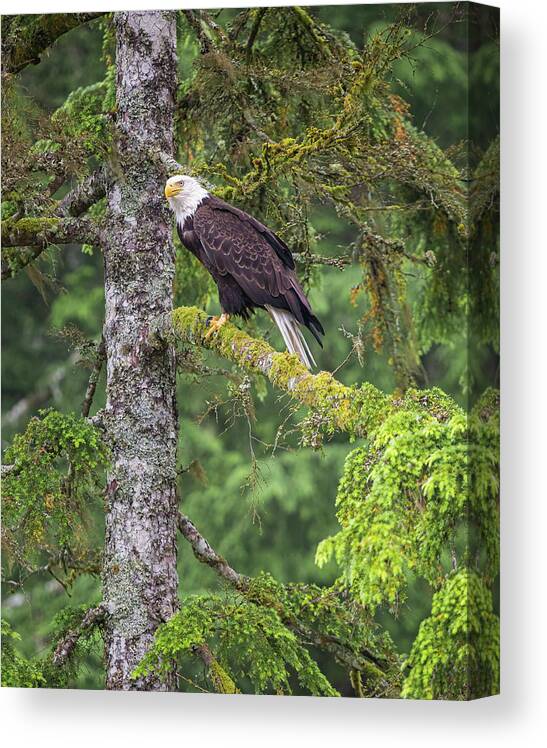 Eagle Canvas Print featuring the photograph Eagle Tree by Michael Rauwolf