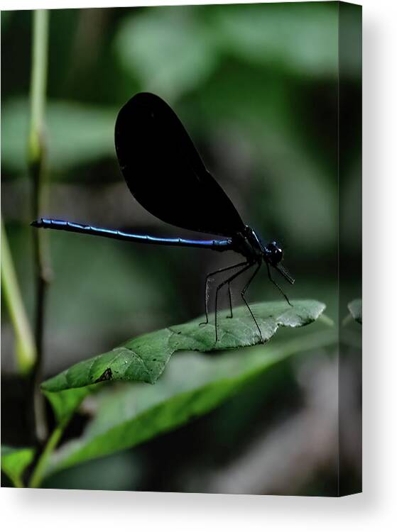 Ebony Jewelwing Canvas Print featuring the photograph Ebony Jewelwing by Flees Photos