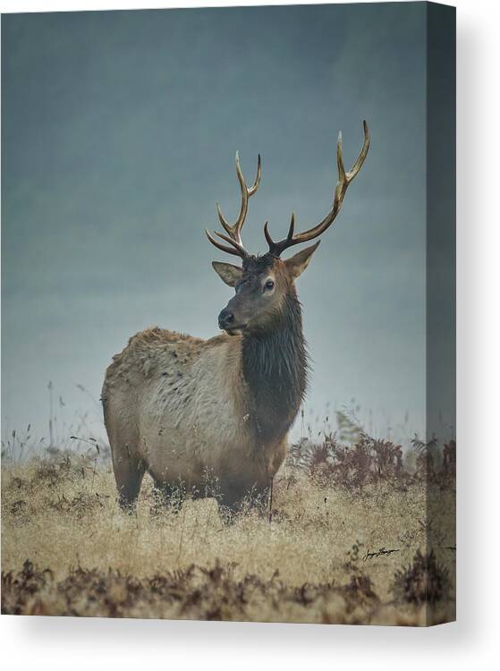 Roosevelt Elk Canvas Print featuring the photograph Elk At First Light by Jurgen Lorenzen