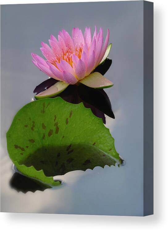Summer Canvas Print featuring the photograph Existing together. by Usha Peddamatham