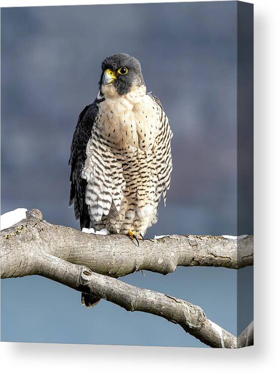 Birds Canvas Print featuring the photograph Falcon in Winter-1 by Kevin Suttlehan