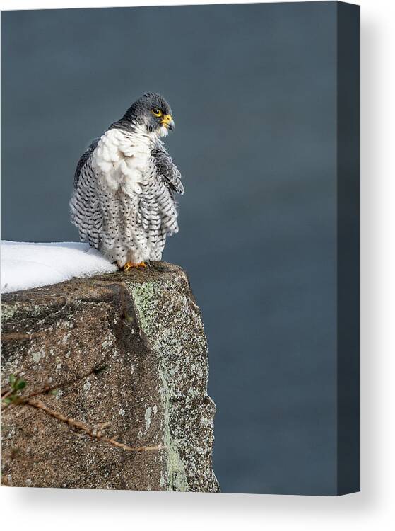 Birds Canvas Print featuring the photograph Falcon in Winter-3 by Kevin Suttlehan