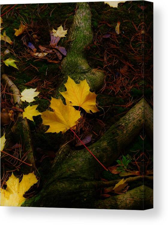 - Fall Leaves Canvas Print featuring the photograph - Fall Leaves by THERESA Nye