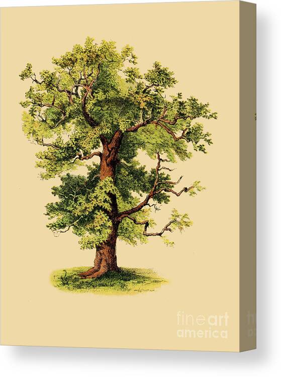 Oak Canvas Print featuring the digital art Family Tree by Madame Memento
