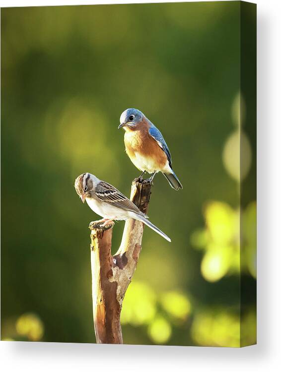 Birds Canvas Print featuring the photograph Feathered Friends by Jamie Pattison