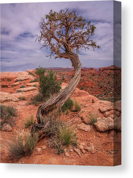 Tree Canvas Print featuring the photograph February 2020 Lone Tree by Alain Zarinelli