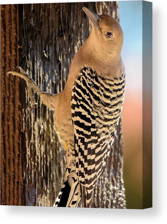 Animal Canvas Print featuring the photograph Female Gila Woodpecker 220930 by Mark Myhaver