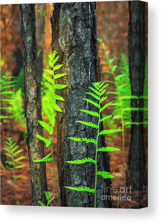 Bracken Fern Canvas Print featuring the photograph Ferns by Maresa Pryor-Luzier