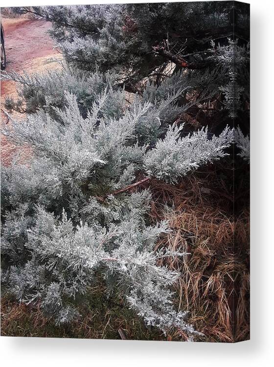 Scenery Canvas Print featuring the photograph First Frost by Ariana Torralba