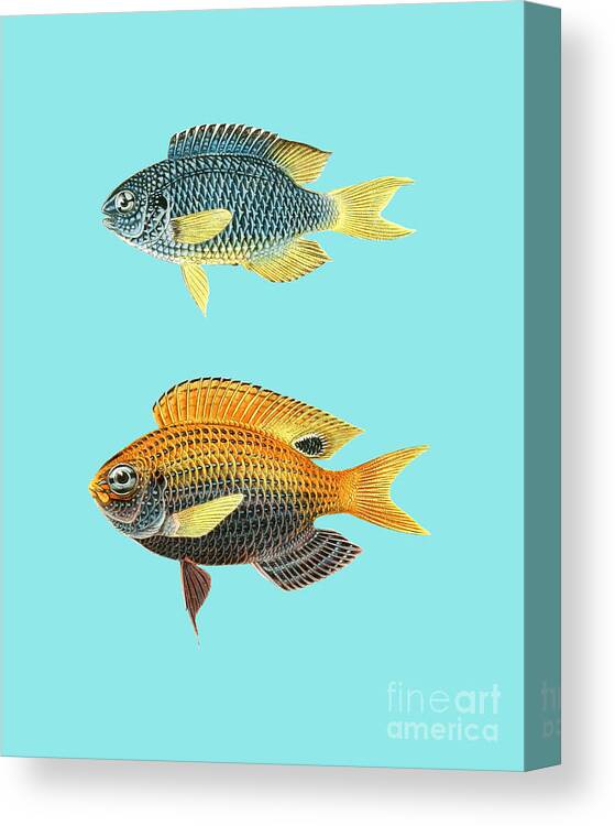 Fish Canvas Print featuring the digital art Fish Decor by Madame Memento