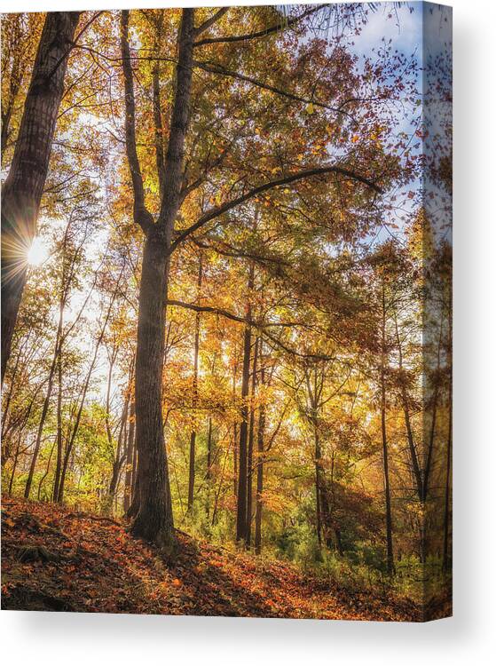 Landscape Canvas Print featuring the photograph Forest Autumn Glow by Tricia Louque