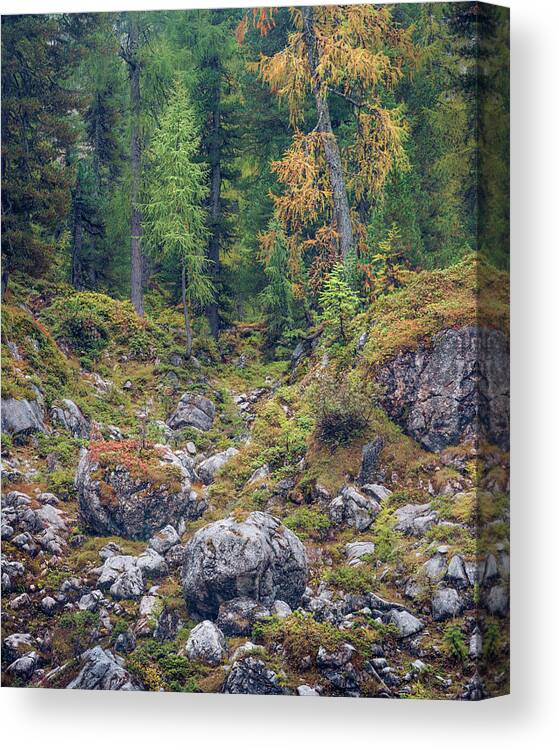 Forest Canvas Print featuring the photograph Foundlings and Larches, Reiter Alpe by Alexander Kunz