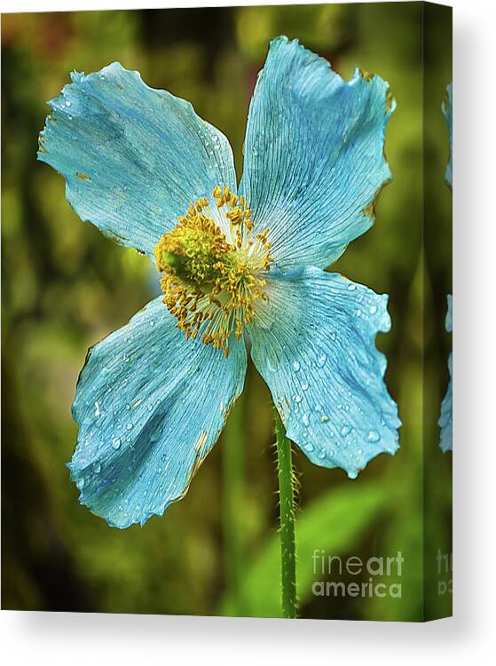 Butchart Canvas Print featuring the photograph Four Blue Petals by Mark Ali