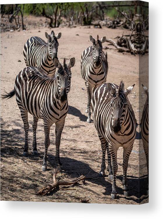 Sedona Canvas Print featuring the photograph Four Zebras by Al Judge