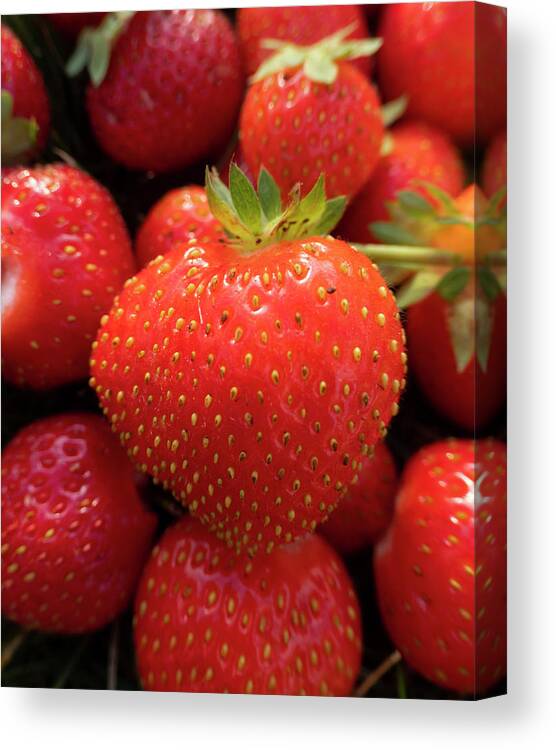 Strawberries Canvas Print featuring the photograph Fresh Strawberries by Karen Rispin