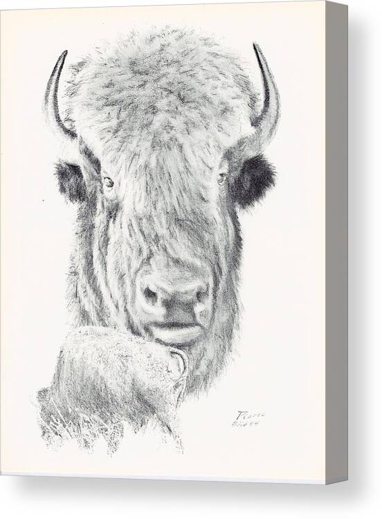 St. Riley Canvas Print featuring the drawing Ft. Riley Buffalo by Edward Pearce