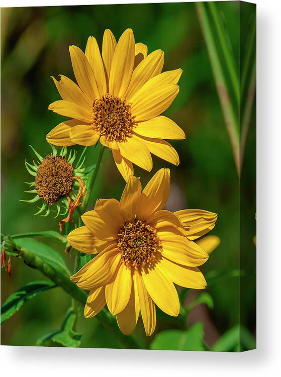 Aster Family Canvas Print featuring the photograph Giant Sunflowers DFL1224 by Gerry Gantt