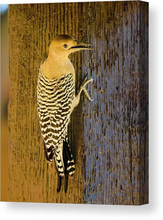 Gila Woodpecker Canvas Print featuring the photograph Gila Woodpecker 25251 by Mark Myhaver