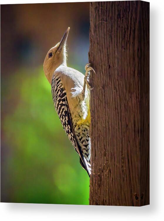 Woodpecker Canvas Print featuring the photograph Gila Woodpecker v24169 by Mark Myhaver