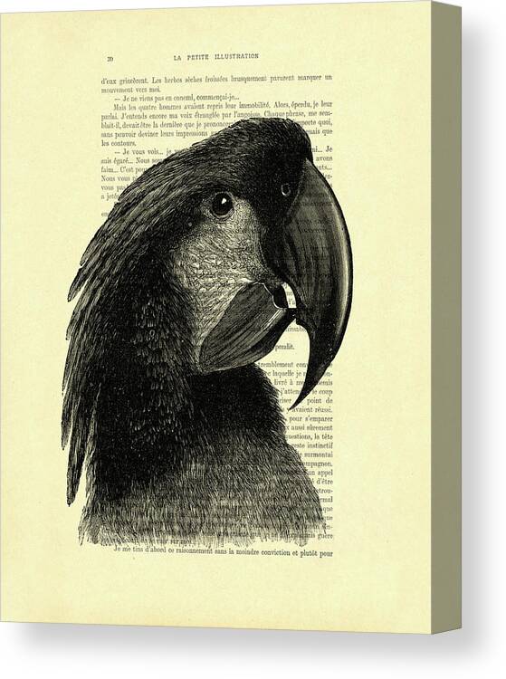 Cockatoo Canvas Print featuring the digital art Great black cockatoo art by Madame Memento