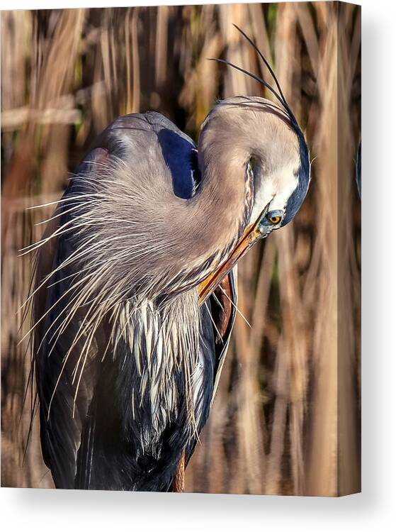 Bird Canvas Print featuring the photograph Great Blue Heron Portrait IV by Susan Rydberg