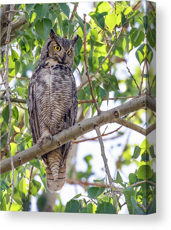 Owl Canvas Print featuring the photograph Great Horned Owl Hunting by Dawn Key