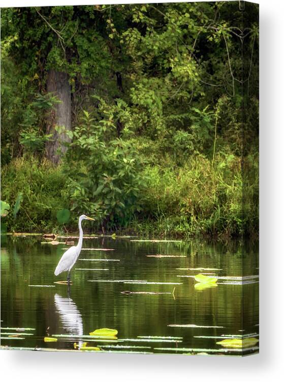 Great Egret Canvas Print featuring the photograph Great White Egret - Crab Orchard Lake by Susan Rissi Tregoning