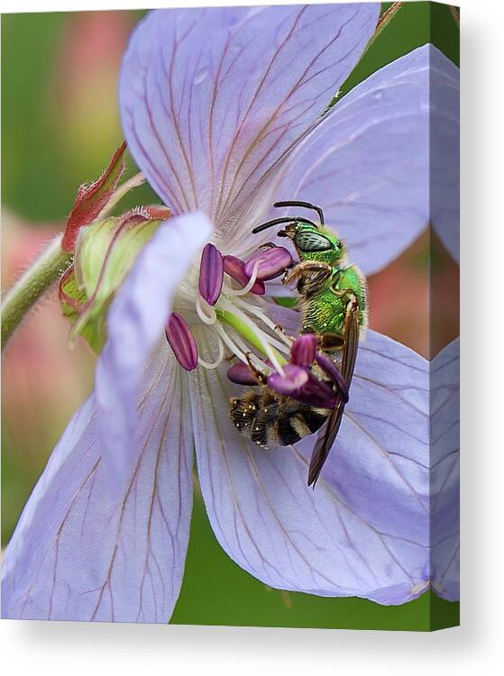 Green Bee Canvas Print featuring the photograph Green bee by Tatiana Travelways
