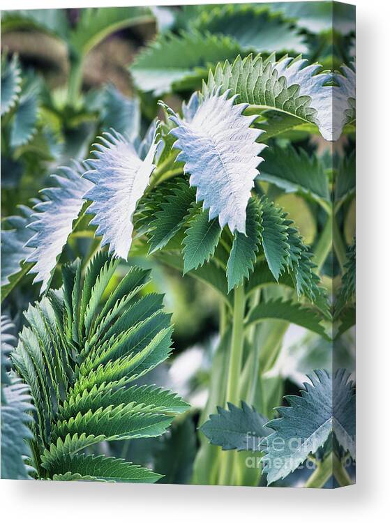 Green Canvas Print featuring the photograph Green Leaf by Abigail Diane Photography