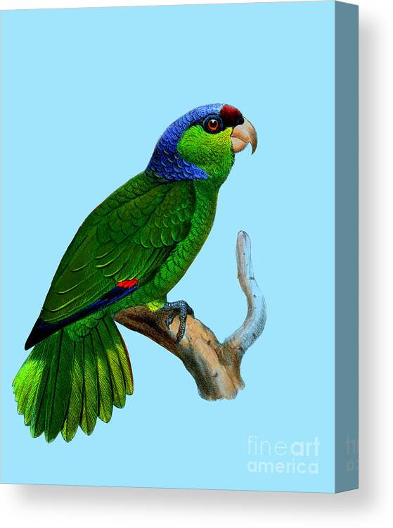 Festive Amazon Canvas Print featuring the digital art Green Parrot by Madame Memento